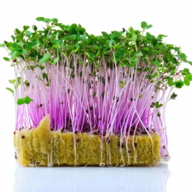 Микрозелень капусты кольраби